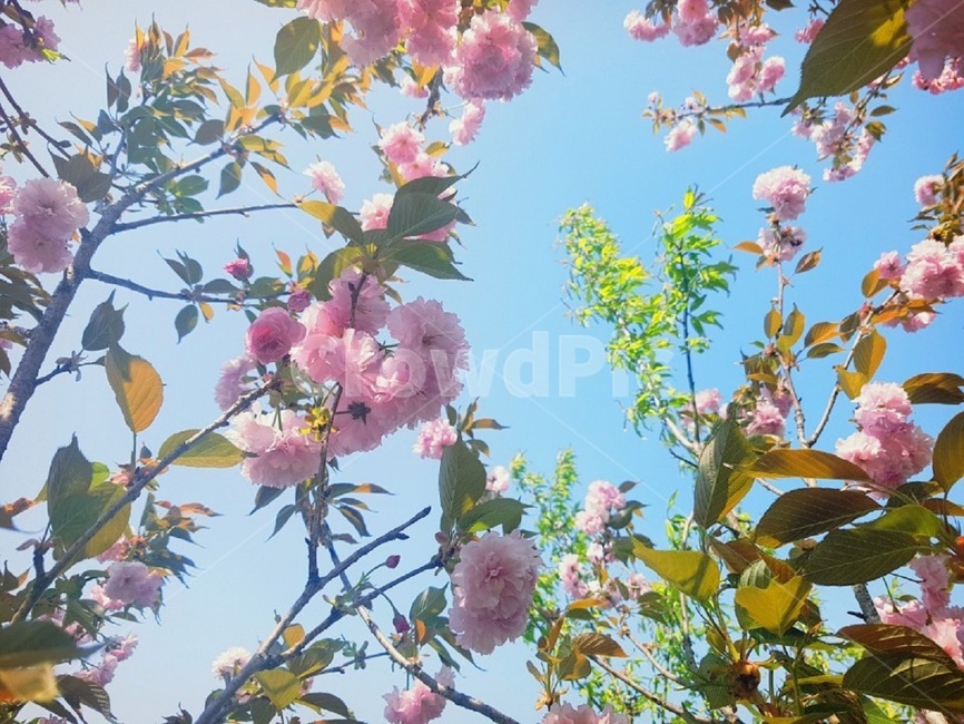 plant,식물,flower,꽃,blossom,봄,계절,spring,season