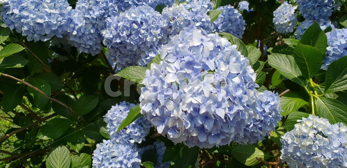 plant,식물,blossom,flower,꽃,수국,식물,자연,plants,nature,꽃,flower