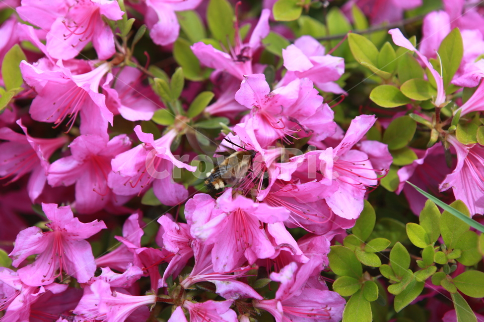 flower,꽃,철쭉,분홍,식물,plant,진달래,벌,bee