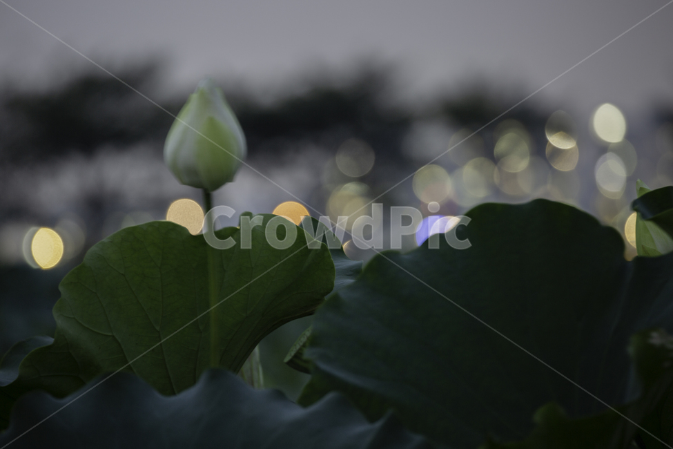 자연,식물,여름,연,연꽃,식물,자연,plants,nature,꽃,flower