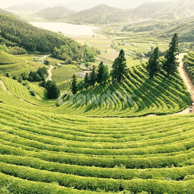보성녹차밭,보성,녹차밭,초록색,녹차,전라도,핫플레이스,자연,풍경,nature,landscape,outdoors,옥외