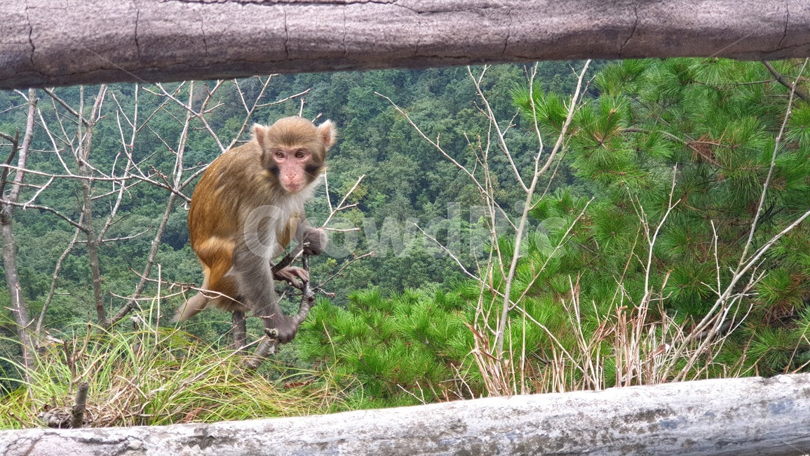 monkey,원숭이,동물,animal,야생동물,wildlife,mammal,포유류,동물,animal,포유류,mammal