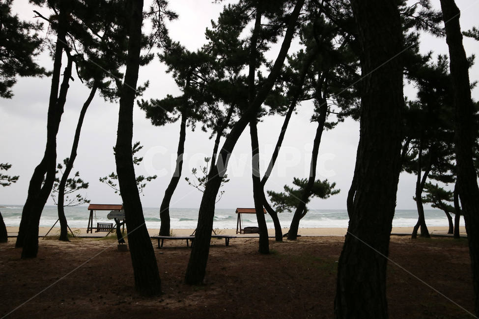 강릉,경포해변,바다,소나무,풍경,배경,해변,바다,beach,sea,식물,자연,plants,nature,나무,trees,wood