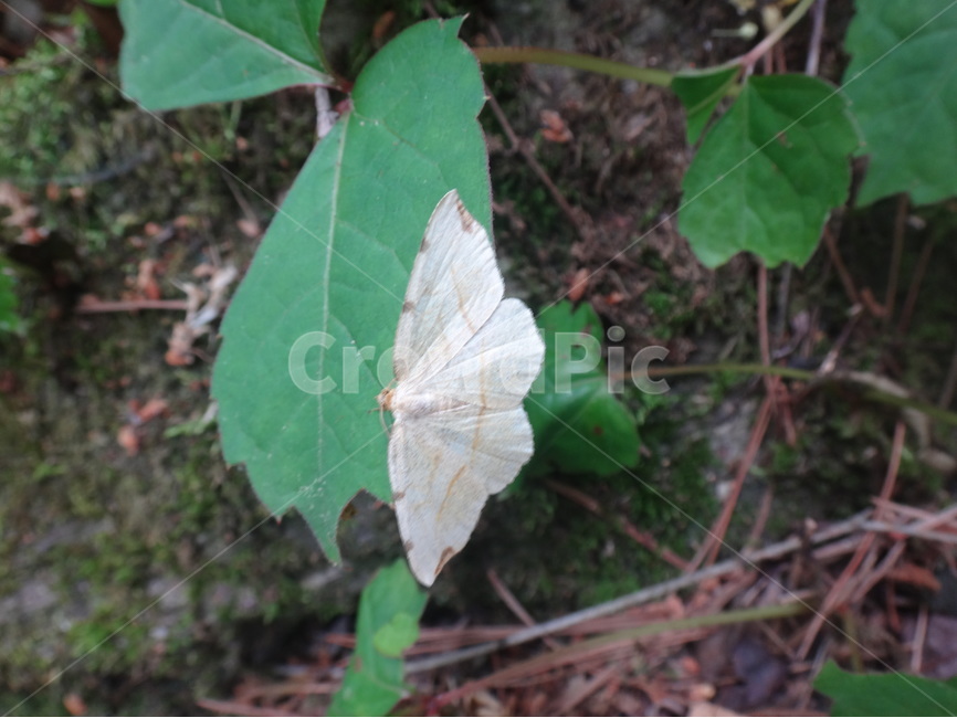 풀잎,나비,흰나비,초록,자연,동물,animal,곤충,벌레,insect,bug