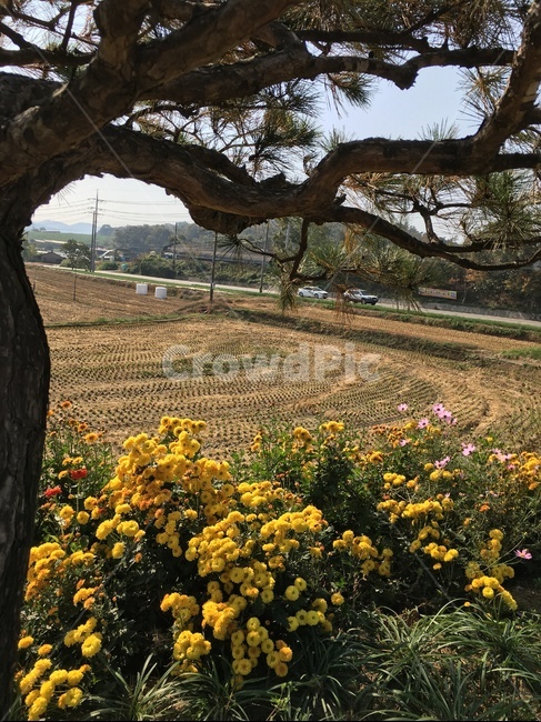 plant,식물,tree,나무,treetrunk,나무줄기