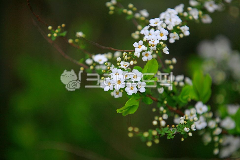 조팝나무,조팝나무꽃,꽃,봄,꽃배경,petal,개화,활짝핀,꽃잎,봄꽃,하얀꽃,녹색,4월,plant,식물,자연,green,아름다운,미,beautiful,beauty,하얀,white,blossom