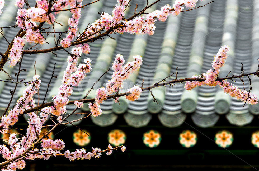벚꽃,기와,문양,선,고궁,봄,계절,spring,season,한국전통,한국문화,korean traditional,korean culture,식물,자연,plants,nature,꽃,flower,plant