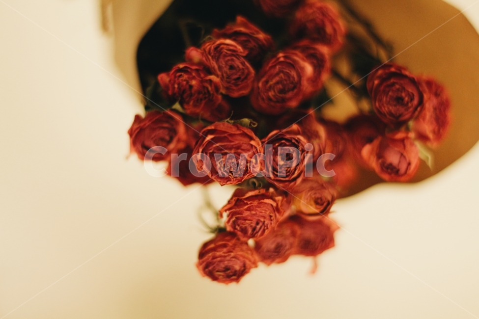 장미,꽃,드라이플라워,꽃다발,rose,빨강,식물,가시,감성,감성적인,red,식물,자연,plants,nature,꽃,flower,기념일,축하,anniversary,congratulation,celebrate,celebration,감성,sensible,feeling