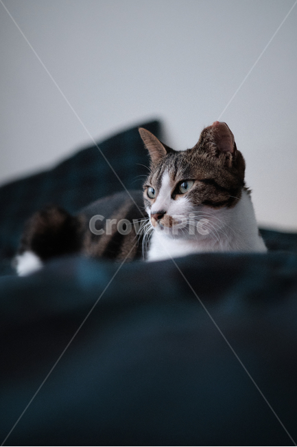 cat,고양이,pet,애완동물,animal,동물,home,집,동물,animal,포유류,mammal,고양이,cat,kitten,kitty