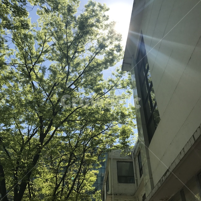 햇빛,화창함,나무,빛,맑음,Sunny,Tree,Light,식물,자연,plants,nature,나무,trees,wood,건축물,건물외관,exterior,building,structure,architecture,construction