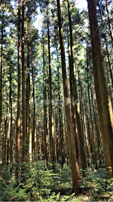 숲,나무,tree,자연,옥외,식물,plant