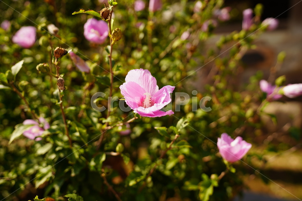 무궁화,꽃,봄,대한민국,우리나라꽃,식물,자연,plants,nature,꽃,flower