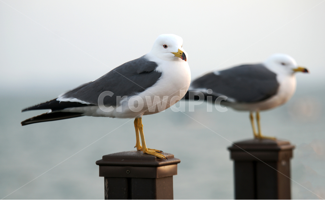 갈매기,새,조류,바다,궁평항,난간,목책,동물,animal,조류,새,birds