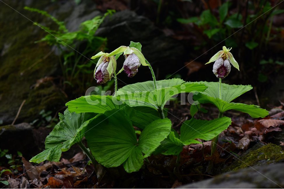 광릉요강꽃,멸종위기,난초과,복주머니란속,야생화,1급,희귀,봄,꽃,plant,wild,flower,자연,생태,식생,풀꽃,식물,식물,자연,plants,nature,꽃,flower