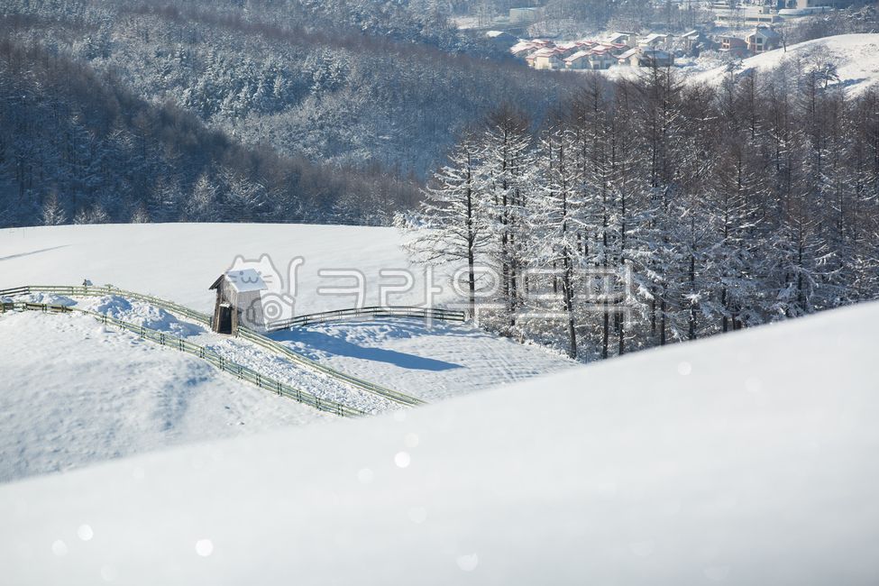 겨울,설경,눈,목장,나무,산,낮,대관령,날씨,숲,계절,눈내린,눈쌓인