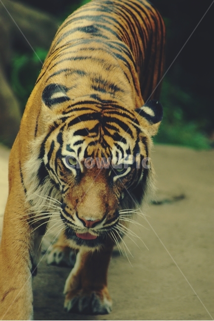 호랑이,tiger,동물원,zoo,마주보다,눈빛,동물,animal,동물,animal,포유류,mammal