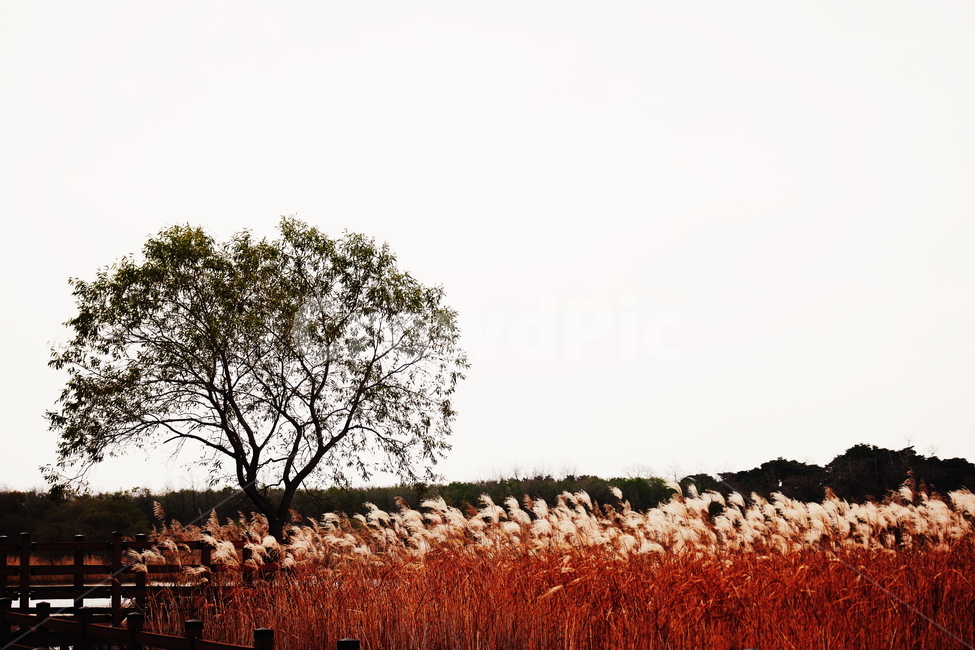 가을,나무,억새,하늘,nature,한국자연풍경,한국자연경관,koreanaturelandscape,koreatraditional,plant,trees,wood,가을,계절,fall,autumn,season,자연,풍경,nature,landscape,식물,grass,잔디,tree