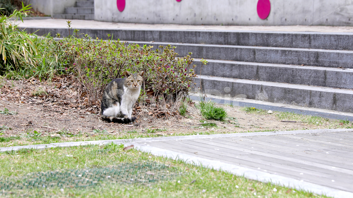 고양이,동물,길냥이,공원,잔디,야외