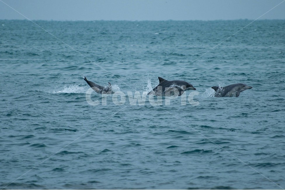 제주도,제주,바다,풍경,돌고래,자연,겨울,동물,animal,포유류,mammal