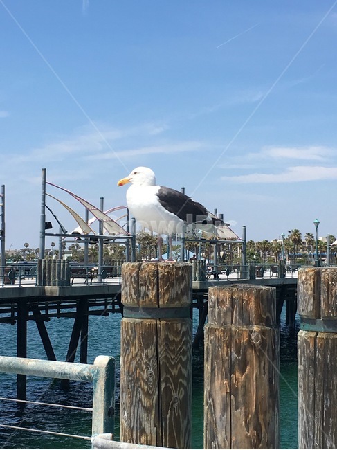 갈매기,새,부둣가,seagull,bird,바다,sea