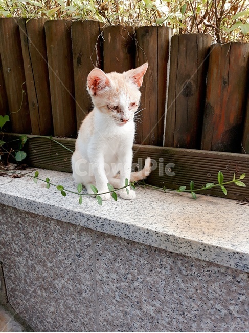 동물,반려동물,고양이,개냥이,길냥이