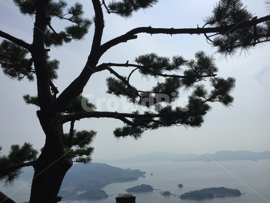 섬,바다,자연경관,풍경,경치,소나무