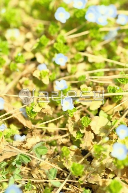 싹,새싹,봄싹,봄새싹,새순,근접,접사,보케,야생화,자연,plants,nature,감성,flower,blossom,잎,식물,잎사귀,봄,계절,아웃포커싱,배경흐림