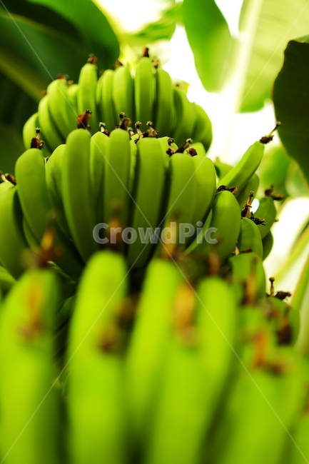 식물,바나나,나무,다발,바나나나무,plant,과일,banana
