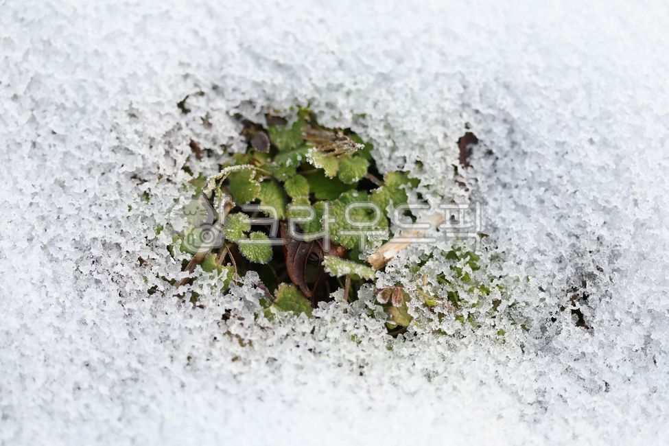 General Dong,sprout,Spring news,nature,harsh winter,winter,cold,ice,mistletoe,Frost,spring,Snow Flower,snow,december