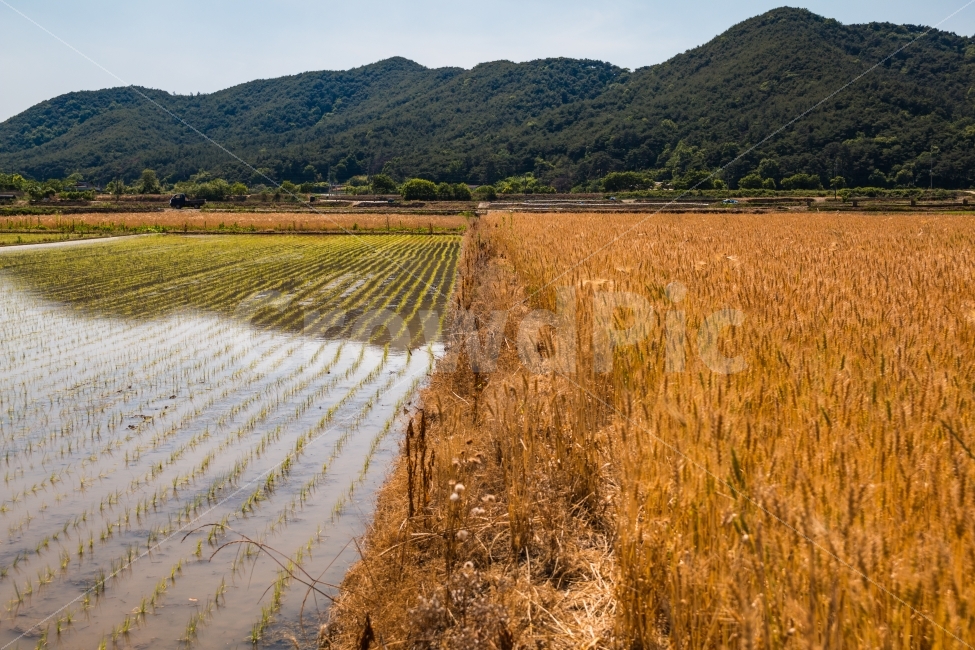 풍경,농촌,시골,논,모내기,여름,농촌의여름,하늘,시골길,자연,풍경,nature,landscape,시골,마을,country,rural,town,outdoors,옥외,grassland,목초지,field,들,paddy field,패디 필드