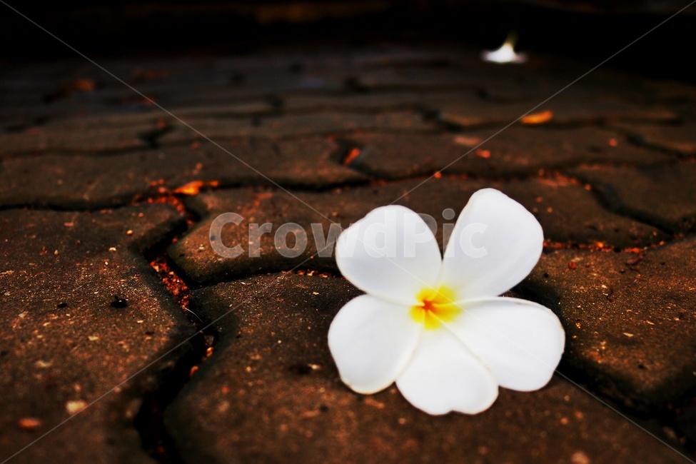 리라와디,꽃,하얀꽃,태국,푸켓,꽃,flower