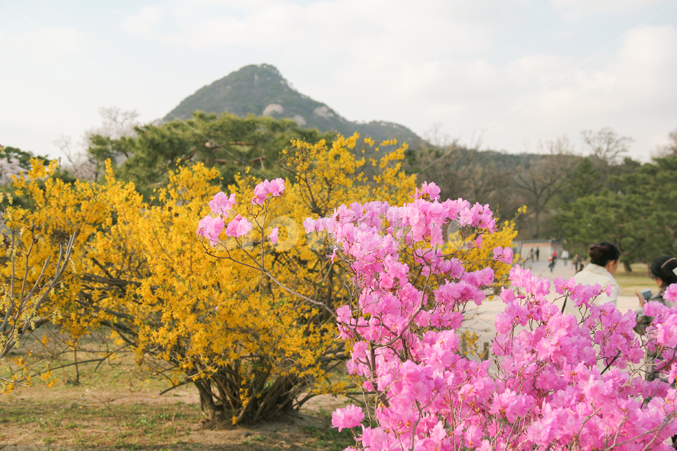 개나리,진달래,봄,꽃,자연,풍경,봄,계절,spring,season,식물,자연,plants,nature,꽃,flower,plant
