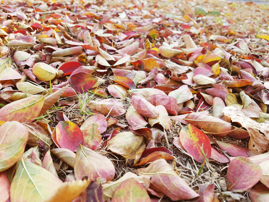 가을,낙엽,단풍잎,단풍,잎,땅,leaf,plant,식물,ground,바닥,가을,계절,fall,autumn,season,petal,꽃잎,blossom,꽃,flower