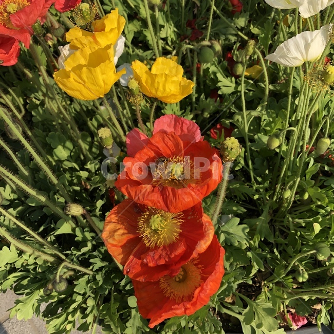 꽃,장미,철쭉,양귀비,식물,풀,봄