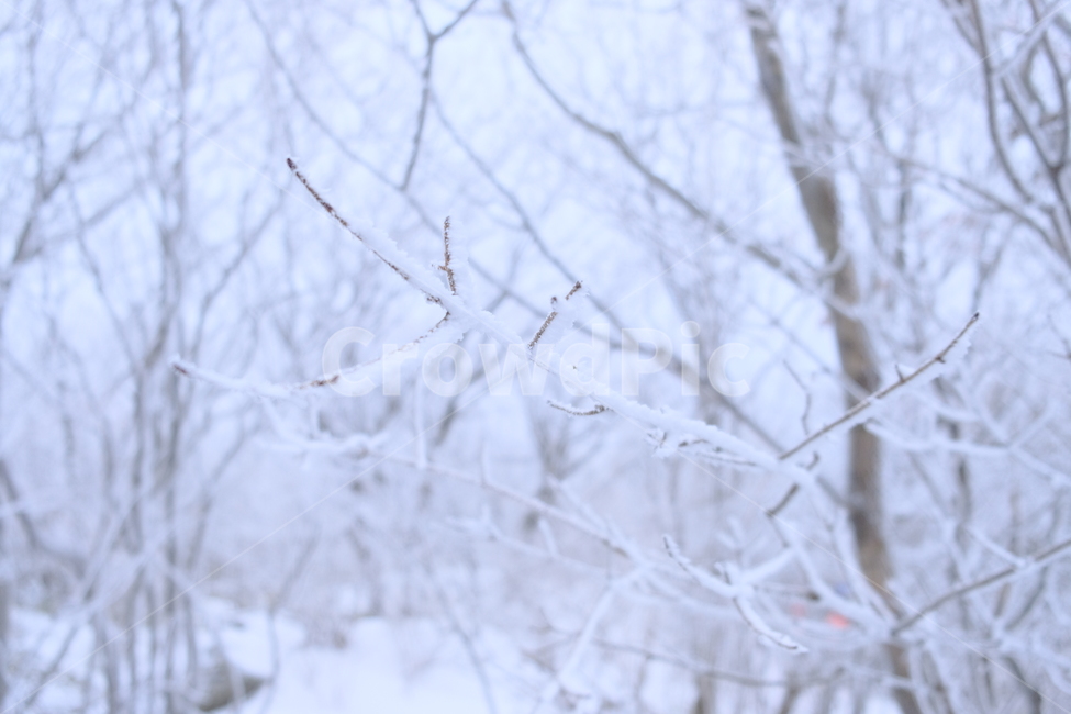 상고대,눈꽃,눈,겨울산,겨울눈꽃,겨울,계절,winter,season,자연,풍경,nature,landscape