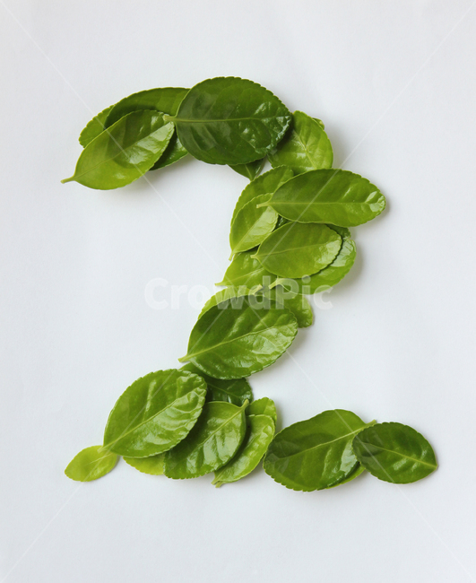 잎,나뭇잎,closeup,fresh,green,leaf,leaves,macro,natur,nature,plant,잎사귀,자연,녹색,그린,클로즈업,신선한,탑앵글,탑뷰,많은,다수의,many,흰배경,2,숫자,two,다수,형태,모양,사철나무잎,사철나무