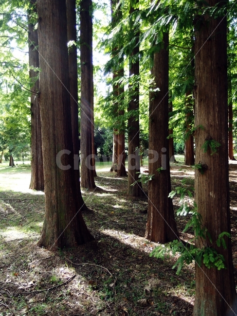 경주,산림환경연구원,나무,식물,자연,환경,숲,햇살,오후,빛,통일전,자연,풍경,nature,landscape,식물,plants,나무,trees,wood,휴식,힐링,rest,relaxation,healing