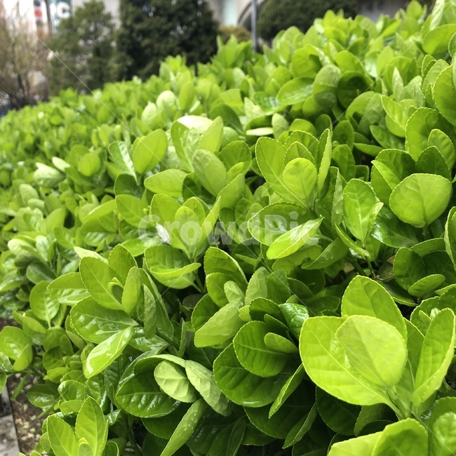 풀,자연,봄,파릇파릇,초록,생기,식물,자연,plants,nature