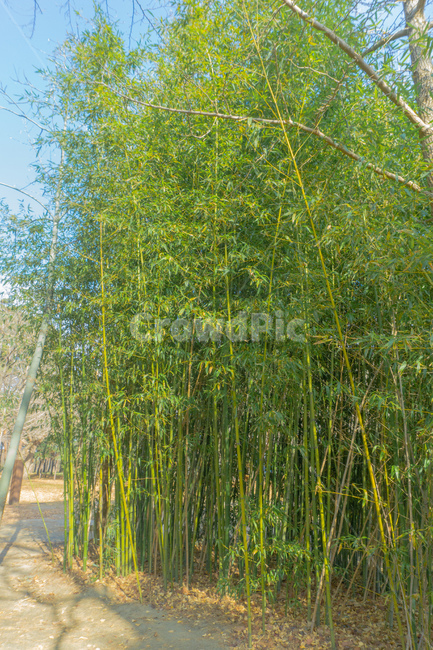plant,식물,대나무,bamboo,나무,tree,green