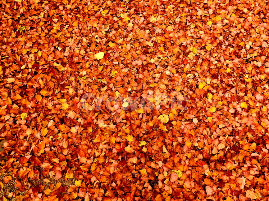 가을,계절,단풍,풍경,식물,가을,계절,fall,autumn,season,plant,leaf,잎,ground,바닥
