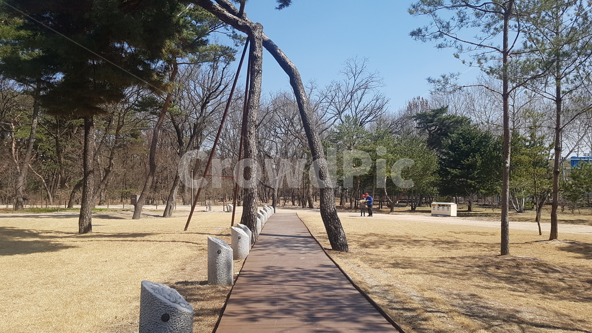 태릉,소나무,소나무숲길,산책길,초록,숲길,나무,산책로