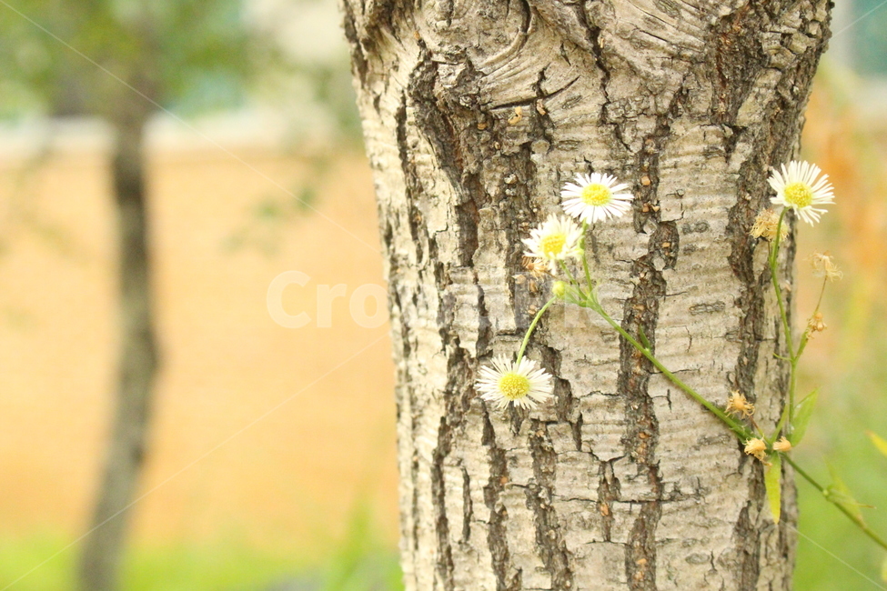 나무,꽃,들꽃,풀꽃,야생화,야생꽃,자연,flower,wildflower,nature,plants,식물,자연,plants,nature,꽃,flower
