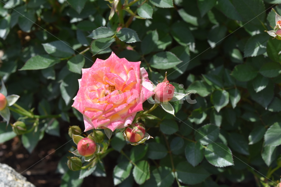 꽃,장미,식물,rose,flower,분홍장미,분홍,핑크,pink,식물,자연,plants,nature,꽃,flower