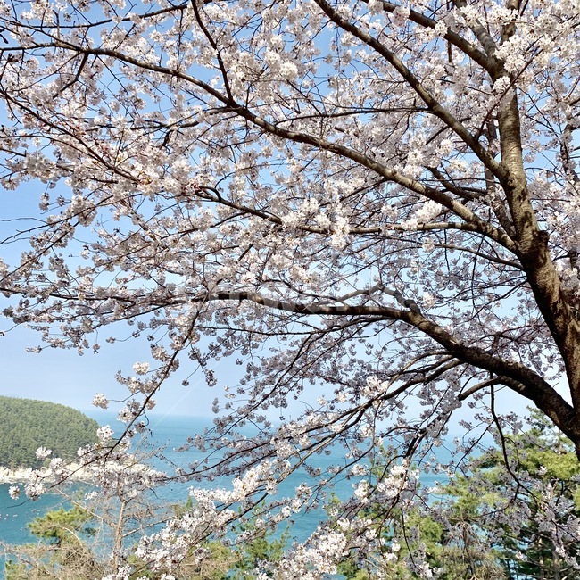 벚꽃,봄,자연,하늘,해안도로,바다
