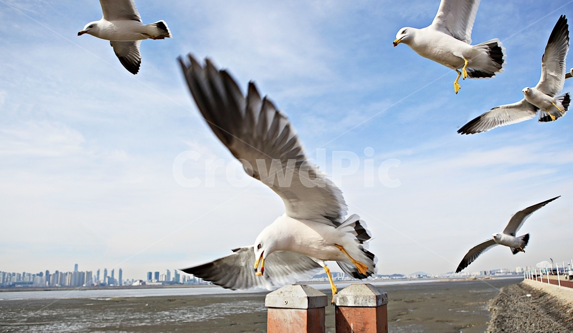 갈매기,조류,새,배경,자연,풍경,하늘,풍광,동물,animal,조류,새,birds
