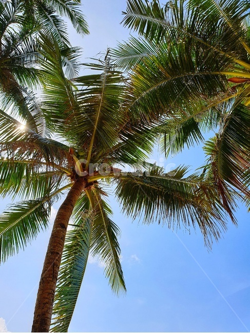 야자수,palmtree,coconuttree,하늘,sky,sunny,맑은,화창한,나무,tree,식물,나무,trees,wood