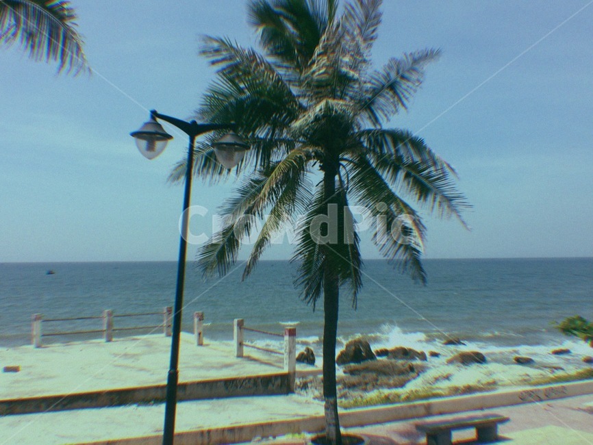 하늘,야자수,나무,바다,tree,sky,휴양지,여름