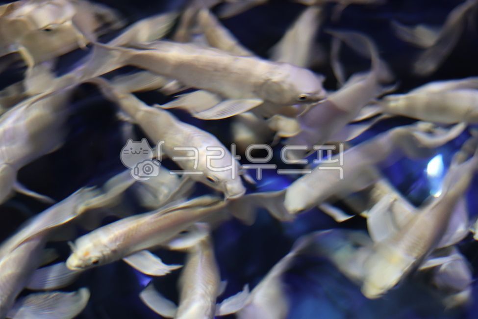 아쿠아리움, 물고기, 수족관, aquarium, fish, 사진,이미지,일러스트,캘리그라피 - YANZI작가