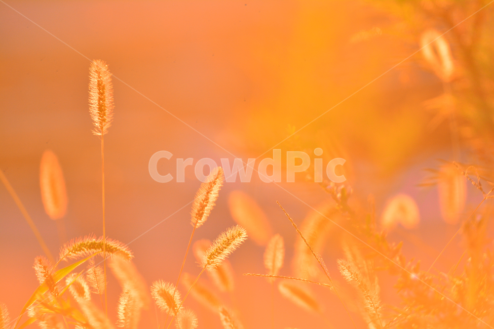 atmosphere,September,yellow,backlight,dreamy,fall image,At sunset,fall,autumn mood,fall flowers,season,Emotion,sensible,faint,soft,foxtail,feeling,brown,sunlight,wildflowers,emotion,Autumn sensibility,light,background,sunset,wild flowers,october,autumn,wi