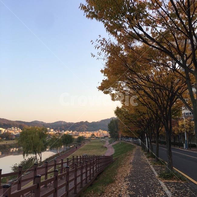 가을,대전,유등천,단풍,조깅